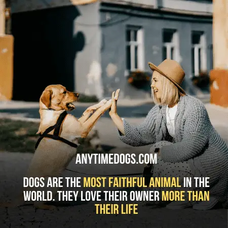 Dogs are the most faithful animal in the world