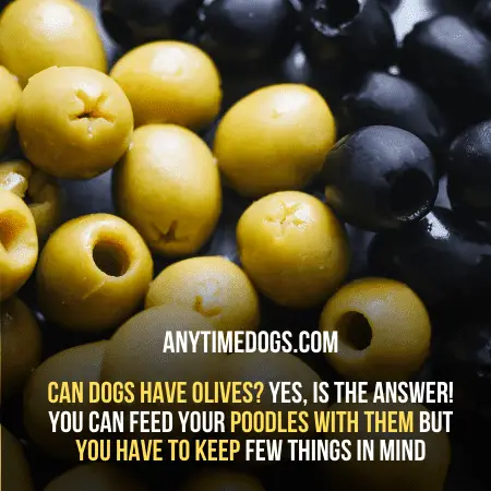 Can Dogs Have Olives?