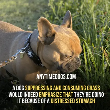 Stomach disorder may cause a dog to eat grass Frantically