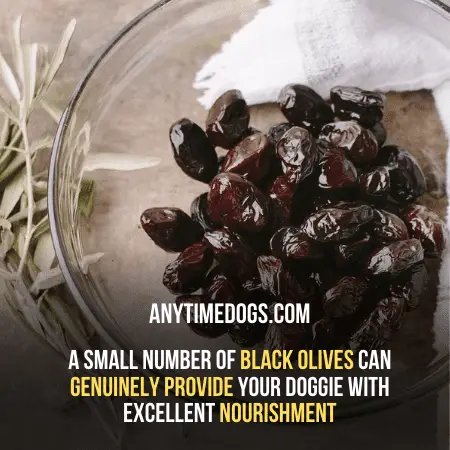 A small number of black olives can genuinely provide your doggie with excellent nourishment