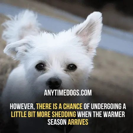 However, there is a chance of undergoing a little bit more shedding when the warmer season arrives