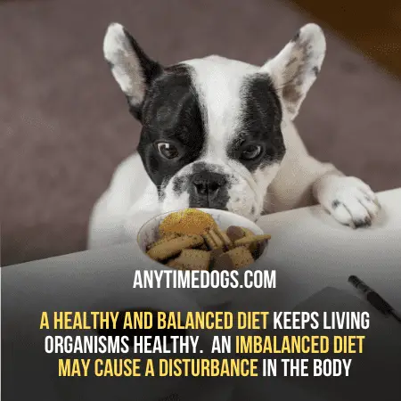 A healthy and balanced diet keeps your dogs healthy