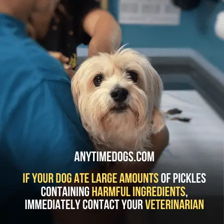 If your dog ate large amounts of pickles immediately contact veterinarian