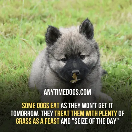 Some dogs eat excessive grass as they won't get it tomorrow