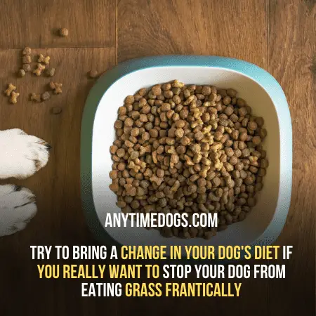 Bring change in your dogs diet to avoid your dog eating grass frantically