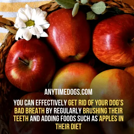 One apple a day can help you to get rid of your dogs bad breath