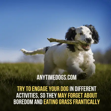 Engage your dog in different activities to avoid your dog eating grass frantically