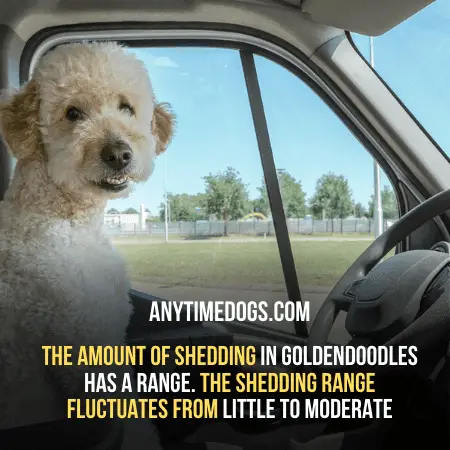 Goldendoodles are low-shed to No-shed breeds of dogs