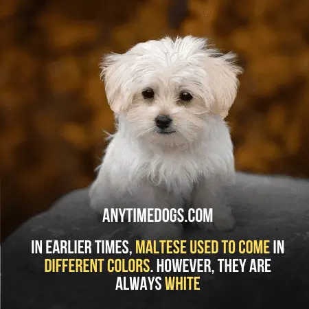 In earlier times, Maltese breed used to come in different colors