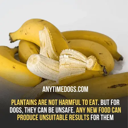 Plantains are not harmful to eat. But for doggies, they can be unsafe