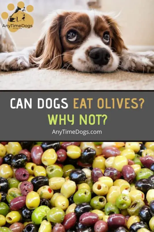 Can dogs eat olives