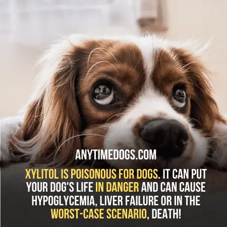 Xylitol is poisonous for dogs