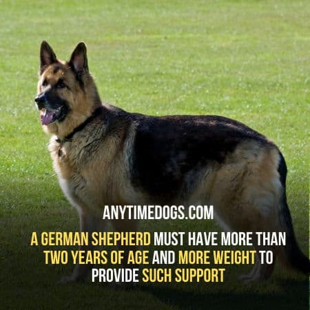 A German shepherd service dog must have more than two years of age