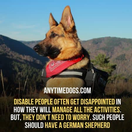 Disabled people should have a German Shepherd