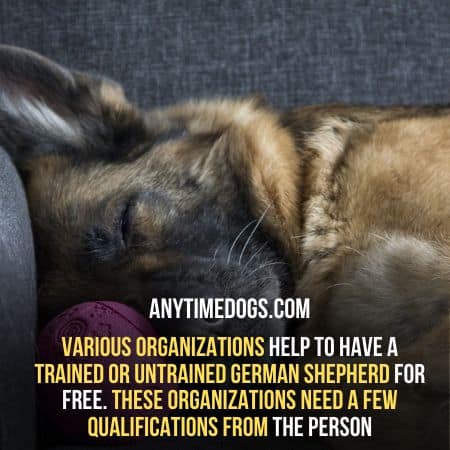 Various organizations help to have a trained or untrained German Shepherd service dog for free