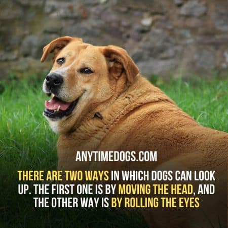 There are two ways in which dogs can look up