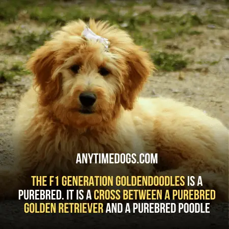 The F1 generation Goldendoodles is a purebred