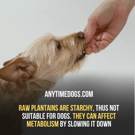 Raw Plantains are starchy, thus not suitable for dogs