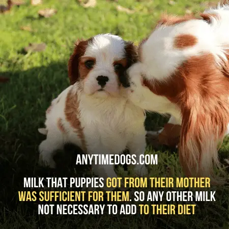 No other milk is necessary for dogs other than mother's milk