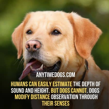 Dogs modify distance observation through their senses