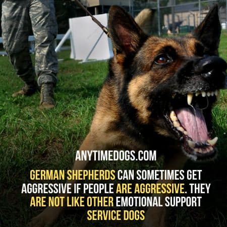 German Shepherd Service dog sometimes get aggressive
