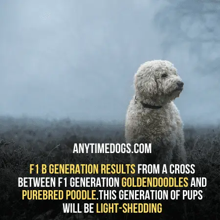 F1 b generation results from a cross between F1 generation Goldendoodles and purebred Poodle