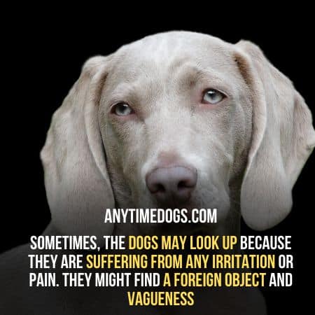 dogs may look up because they are suffering from any irritation