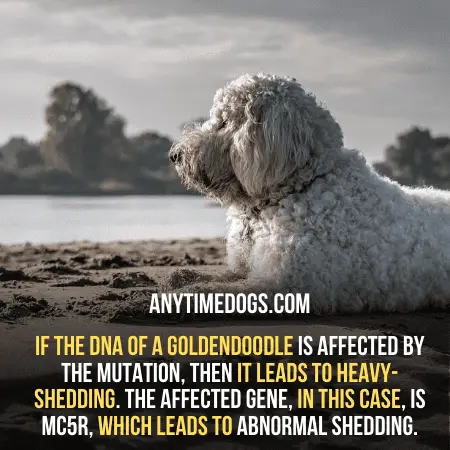 If the DNA of a Goldendoodle is affected by the mutation, then it leads to heavy-shedding