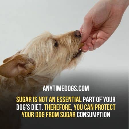 Sugar is not an essential part of your dog’s diet