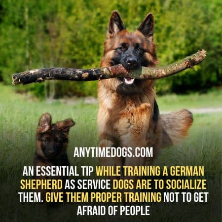 German Shepherd service dog should be a socialized dog
