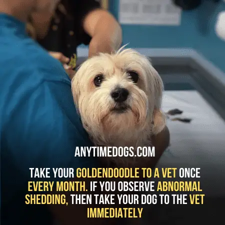 Take your Dog to a vet once every month