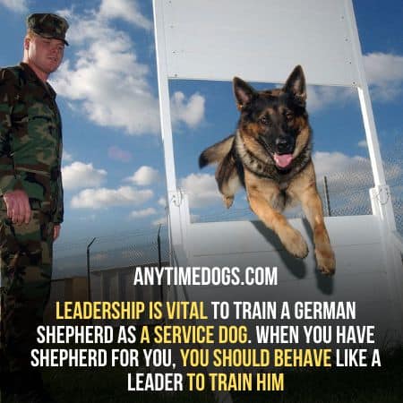 Leadership is vital to train a German Shepherd as a service dog