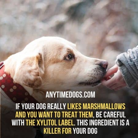 Marshmallows contains Xylitol, which is a killer for your dog: Can dogs eat marshmallows? 