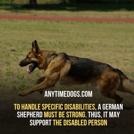 To handle specific disabilities, a German shepherd must be strong