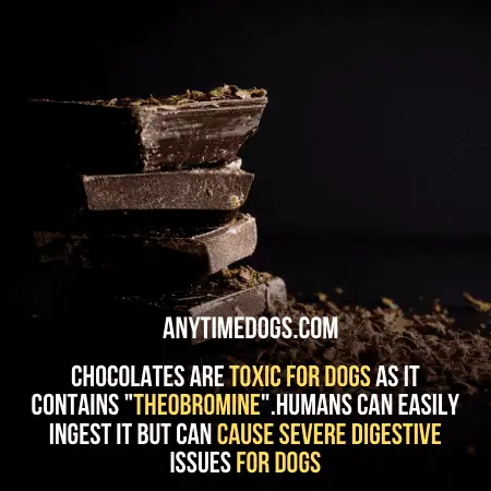 Chocolates are toxic for dogs