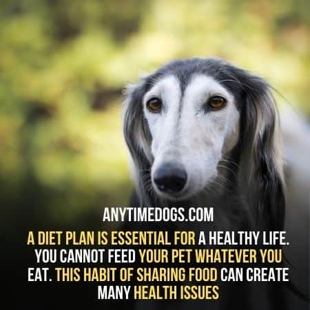A proper diet plan is essential for good life of greyhounds