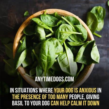 Basil can help to calm your dog; can dogs eat basil?
