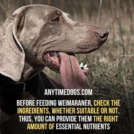 Before feeding Weimaraners check the quality of food