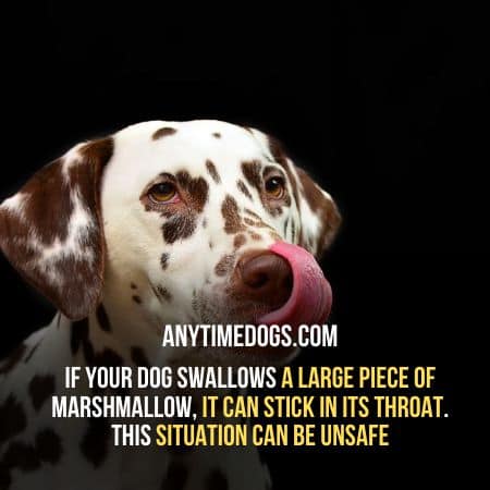 If your dog swallows a large piece of Marshmallow, it can stick in its throat