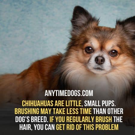 Chihuahuas are little, small pups