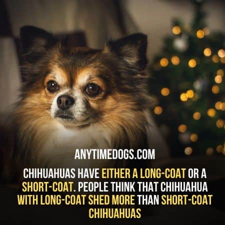 Do long hair Chihuahuas Shed