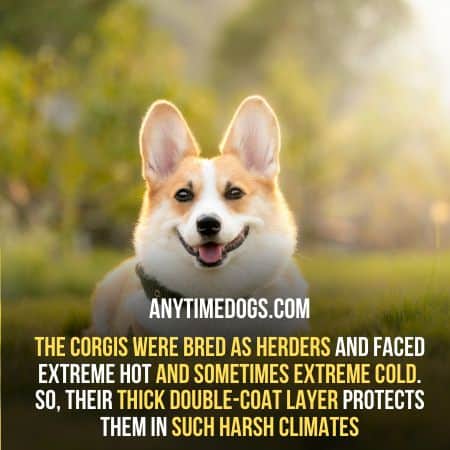 Why Do Corgis Shed A Lot