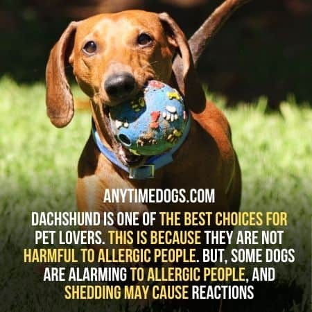 Dachshunds is one of the best choices for a pet lover