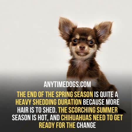 Do Chihuahuas Shed in spring season?