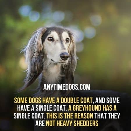 Do Greyhounds Shed