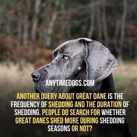 Do great danes shed more in shedding season