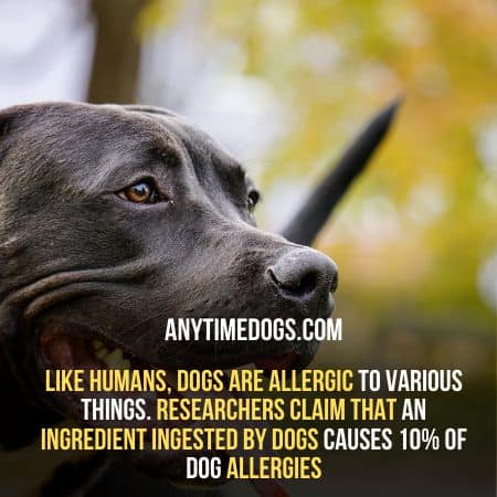 Various allergies causes pitbulls shedding