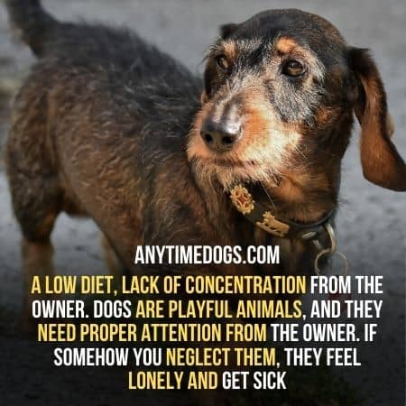 Dogs are playful animals, they need attention