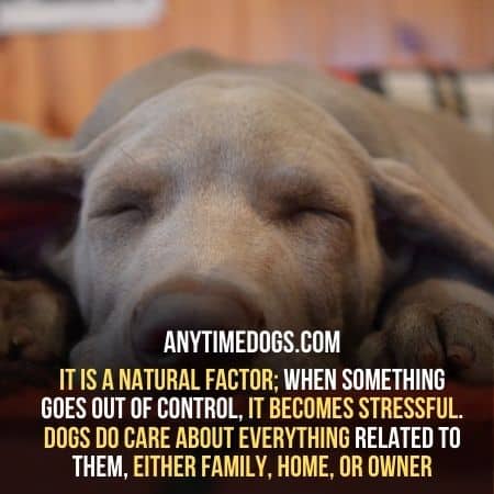 Dogs care about everything around them especially their owners