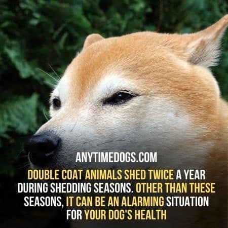 Double coat animals shed twice a year